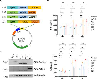 B21 DNA vaccine expressing ag85b, rv2029c, and rv1738 confers a robust therapeutic effect against latent Mycobacterium tuberculosis infection